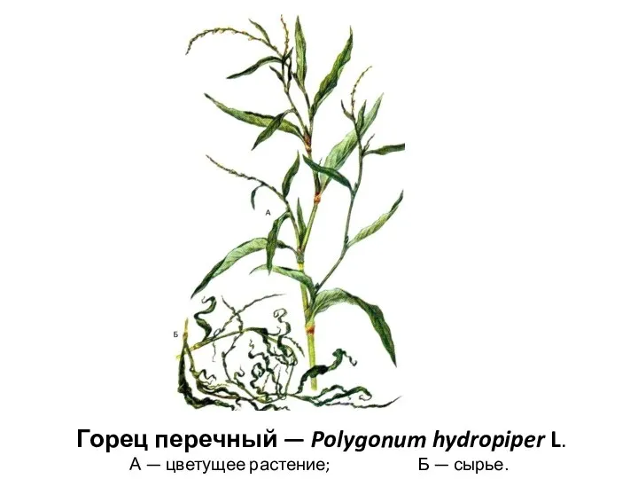 Горец перечный — Polygonum hydropiper L. А — цветущее растение; Б — сырье.