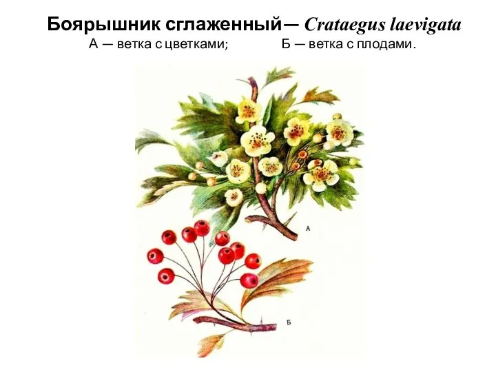 Боярышник сглаженный— Crataegus laevigata А — ветка с цветками; Б — ветка с плодами.