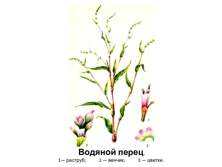 Водяной перец. 1— раструб; 2 — венчик; 3 — цветки.