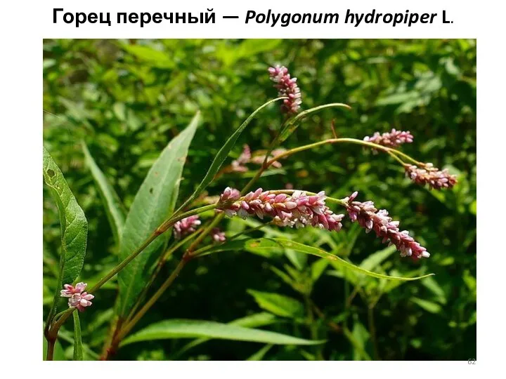 Горец перечный — Polygonum hydropiper L.