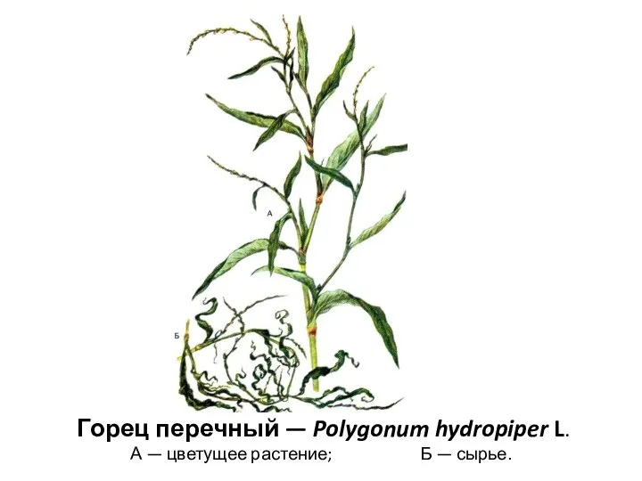 Горец перечный — Polygonum hydropiper L. А — цветущее растение; Б — сырье.