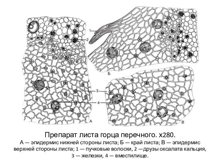 Препарат листа горца перечного. х280. А — эпидермис нижней стороны листа;