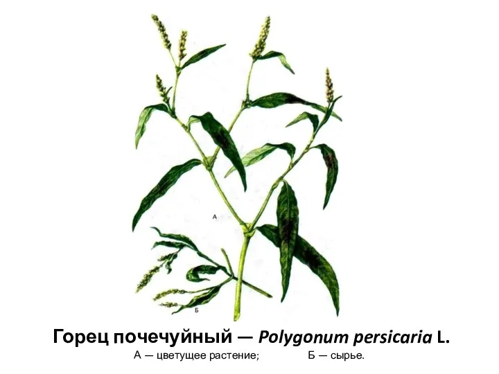 Горец почечуйный — Polygonum persicaria L. А — цветущее растение; Б — сырье.