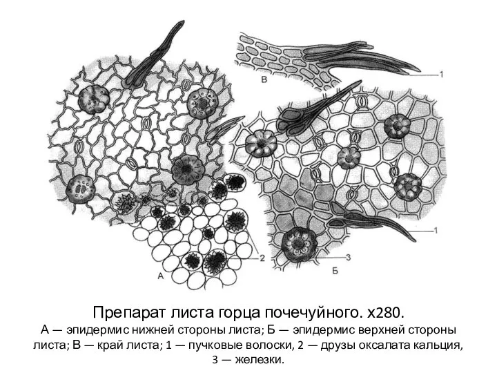 Препарат листа горца почечуйного. х280. А — эпидермис нижней стороны листа;