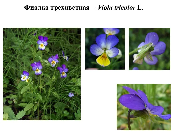 Фиалка трехцветная - Viola tricolor L.