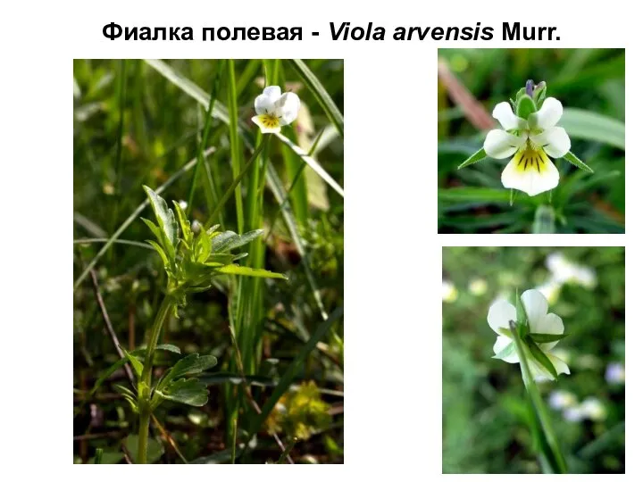 Фиалка полевая - Viola arvensis Murr.