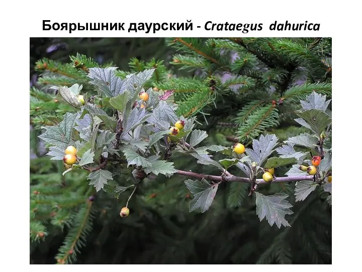 Боярышник даурский - Crataegus dahurica