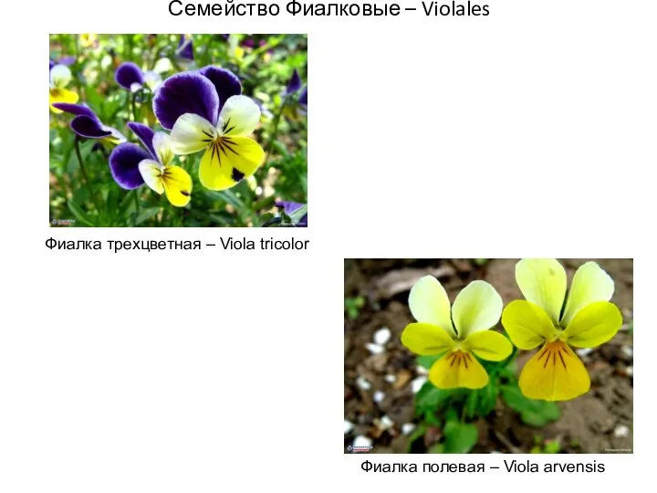 Семейство Фиалковые – Violales Фиалка трехцветная – Viola tricolor Фиалка полевая – Viola arvensis