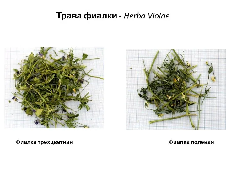 Трава фиалки - Herba Violae Фиалка трехцветная Фиалка полевая