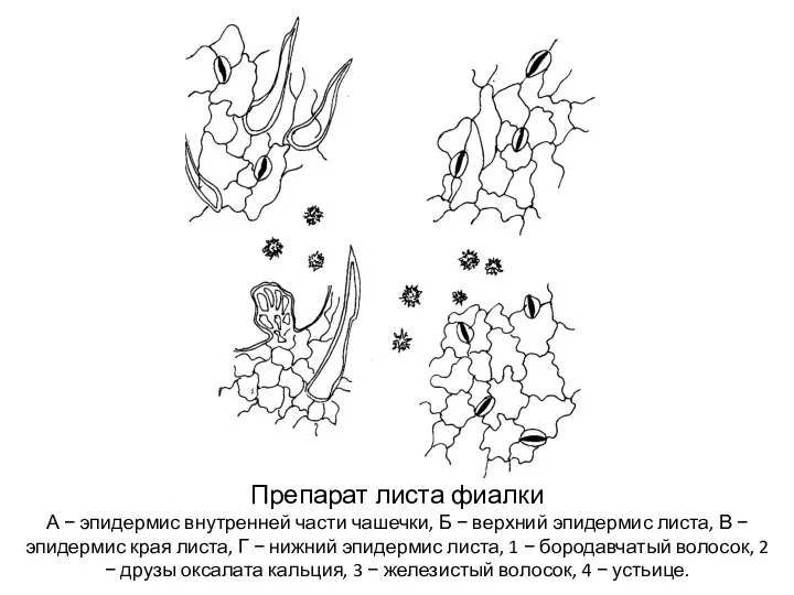 Препарат листа фиалки А − эпидермис внутренней части чашечки, Б −