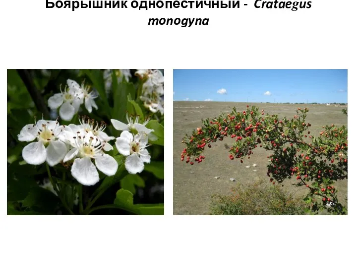 Боярышник однопестичный - Crataegus monogyna