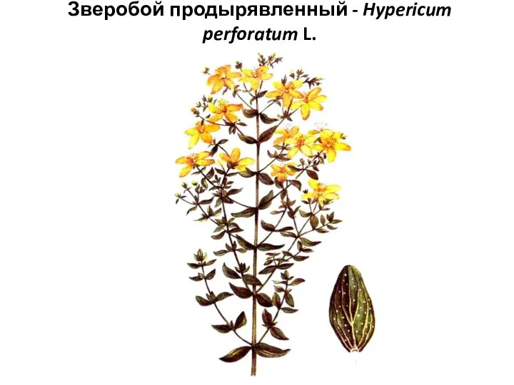 Зверобой продырявленный - Hypericum perforatum L.