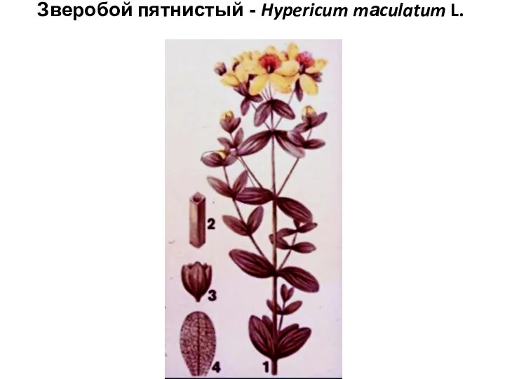 Зверобой пятнистый - Hypericum mаculatum L.