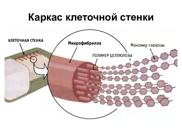 Каркас клеточной стенки