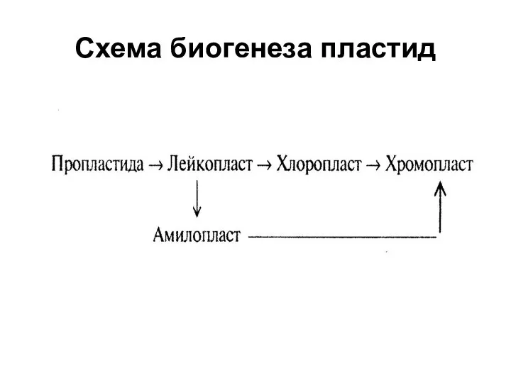 Схема биогенеза пластид