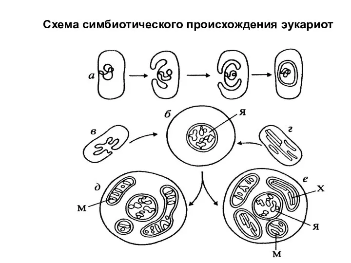 Схема симбиотического происхождения эукариот