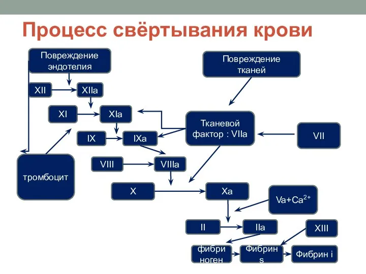 Процесс свёртывания крови Повреждение эндотелия XII XI IX VIII X XIIa