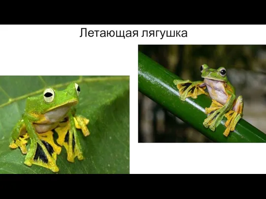 Летающая лягушка