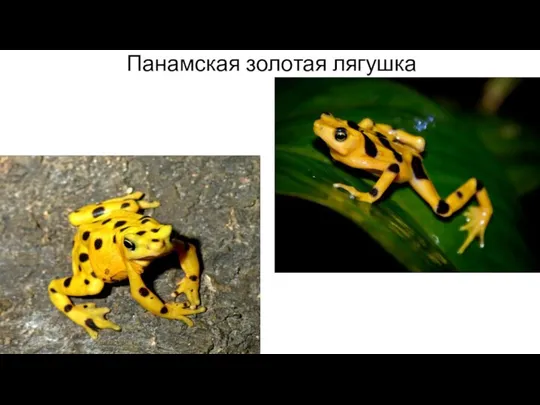 Панамская золотая лягушка