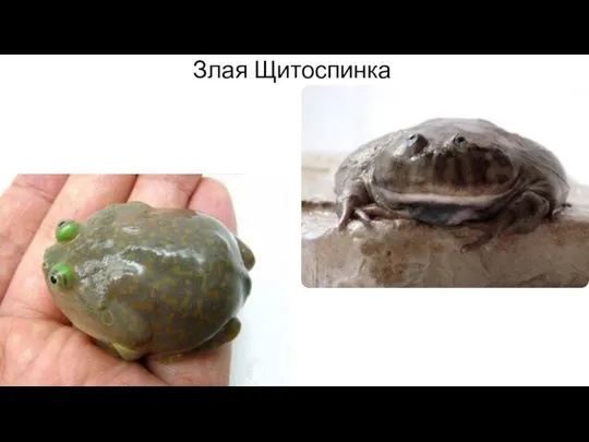 Злая Щитоспинка