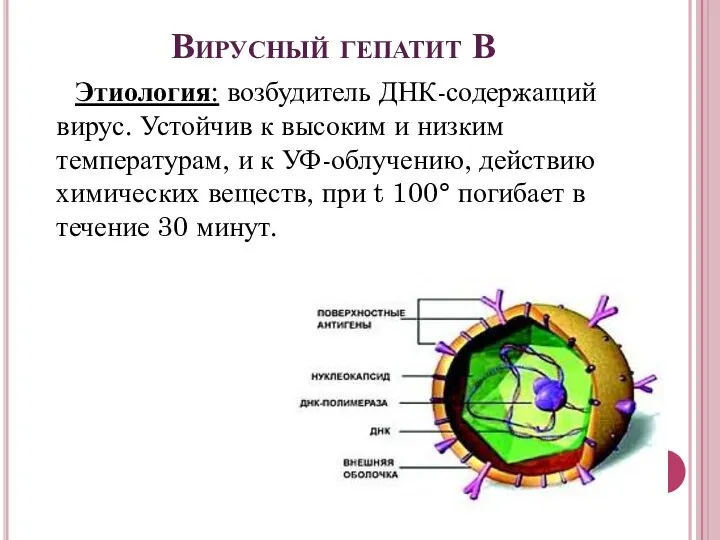 Вирусный гепатит В Этиология: возбудитель ДНК-содержащий вирус. Устойчив к высоким и