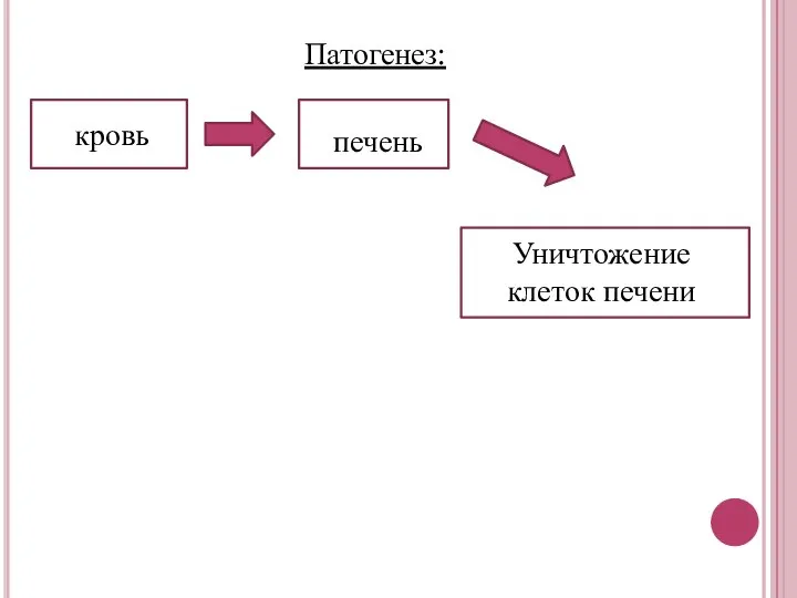 Патогенез: кровь печень Уничтожение клеток печени