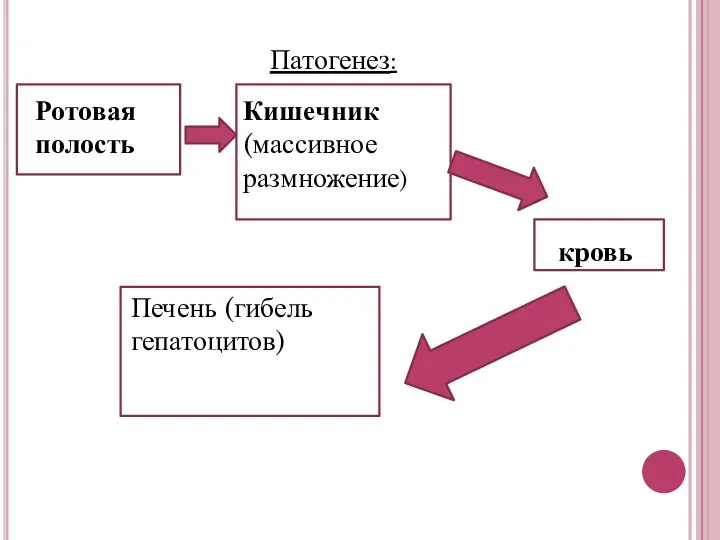 Патогенез: Ротовая полость Кишечник (массивное размножение) кровь Печень (гибель гепатоцитов)