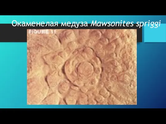 Окаменелая медуза Mawsonites spriggi