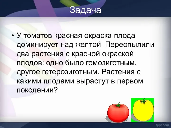 Задача У томатов красная окраска плода доминирует над желтой. Переопылили два