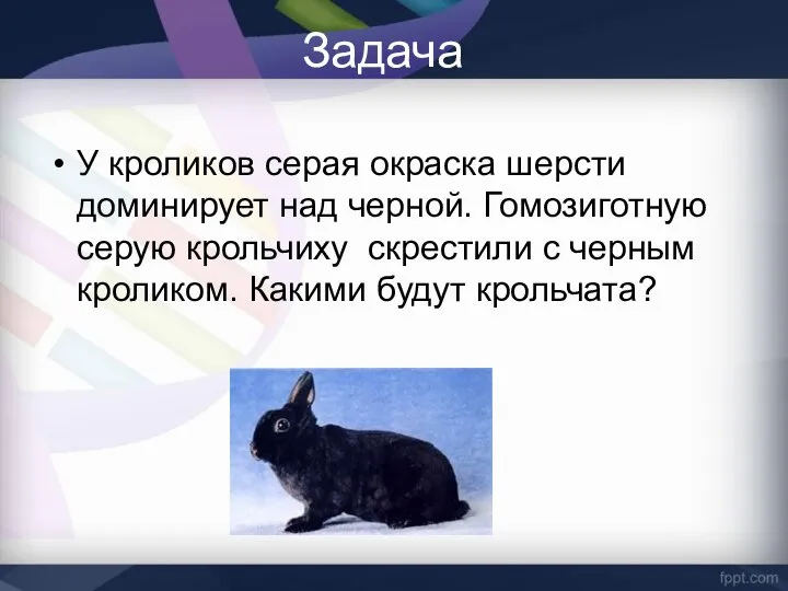 Задача У кроликов серая окраска шерсти доминирует над черной. Гомозиготную серую