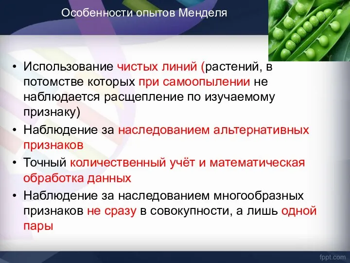 Особенности опытов Менделя Использование чистых линий (растений, в потомстве которых при