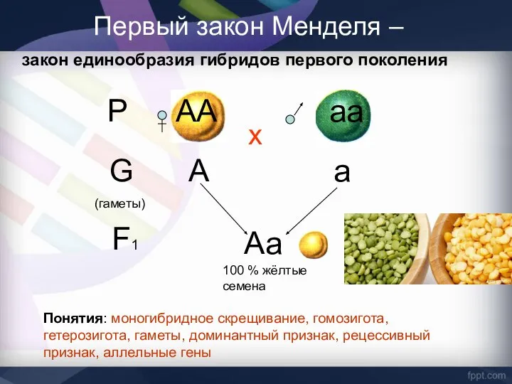 Первый закон Менделя – Р АА аа х G (гаметы) А