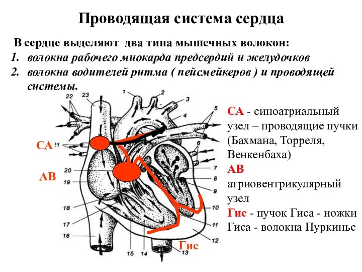 Проводящая система сердца СА АВ В сердце выделяют два типа мышечных