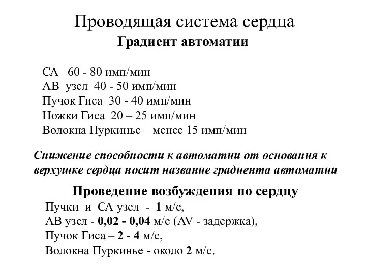 Проводящая система сердца СА 60 - 80 имп/мин AВ узел 40