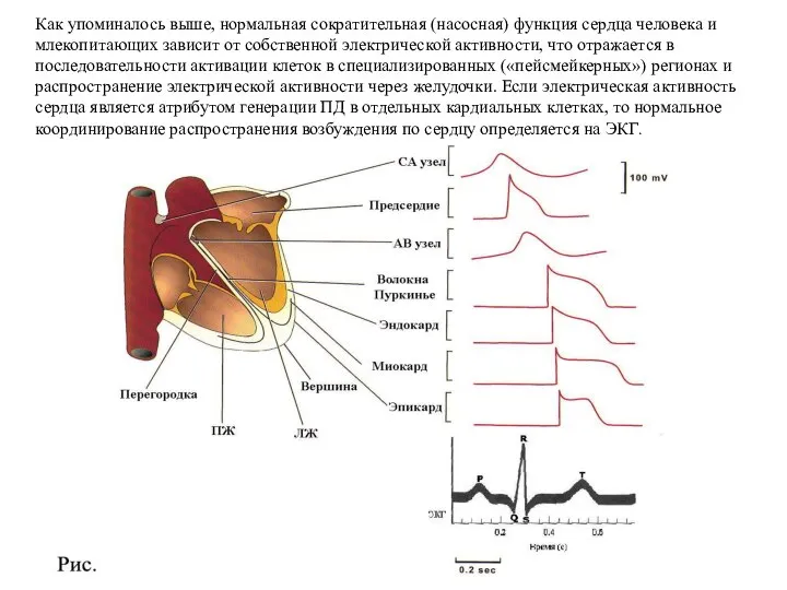 Как упоминалось выше, нормальная сократительная (насосная) функция сердца человека и млекопитающих