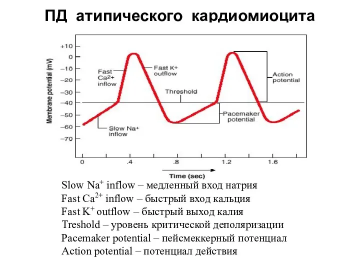 ПД атипического кардиомиоцита Slow Na+ inflow – медленный вход натрия Fast