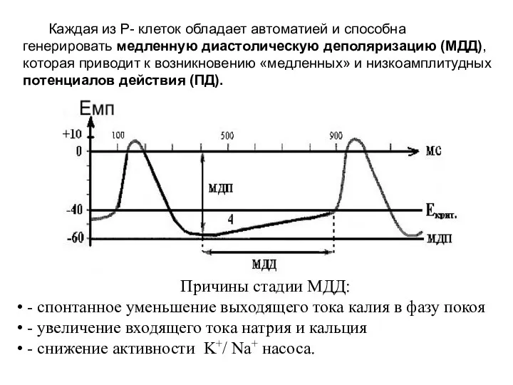 Каждая из P- клеток обладает автоматией и способна генерировать медленную диастолическую