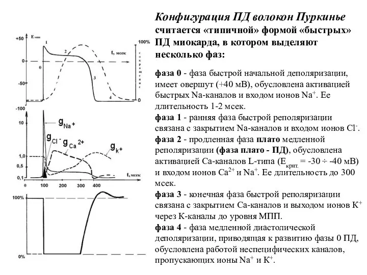 Конфигурация ПД волокон Пуркинье считается «типичной» формой «быстрых» ПД миокарда, в