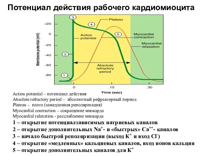 Потенциал действия рабочего кардиомиоцита Action potential – потенциал действия Absolute refractory