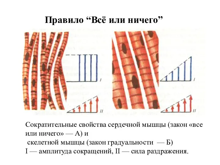 Правило “Всё или ничего” Сократительные свойства сердечной мышцы (закон «все или