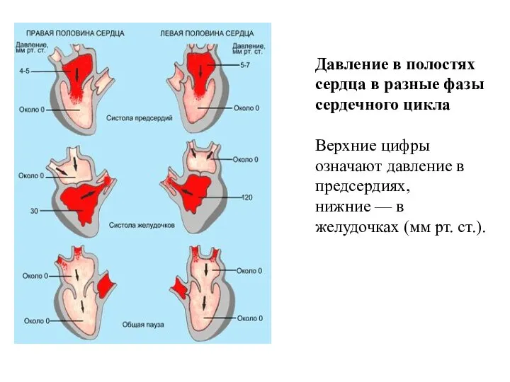 Давление в полостях сердца в разные фазы сердечного цикла Верхние цифры