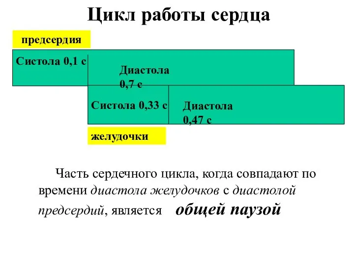 Систола 0,1 с Систола 0,33 с Диастола 0,7 с Диастола 0,47