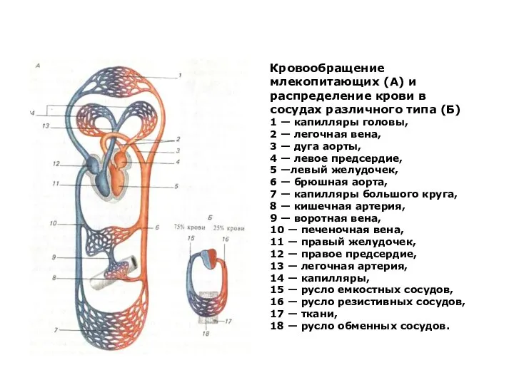 Кровообращение млекопитающих (А) и распределение крови в сосудах различного типа (Б)