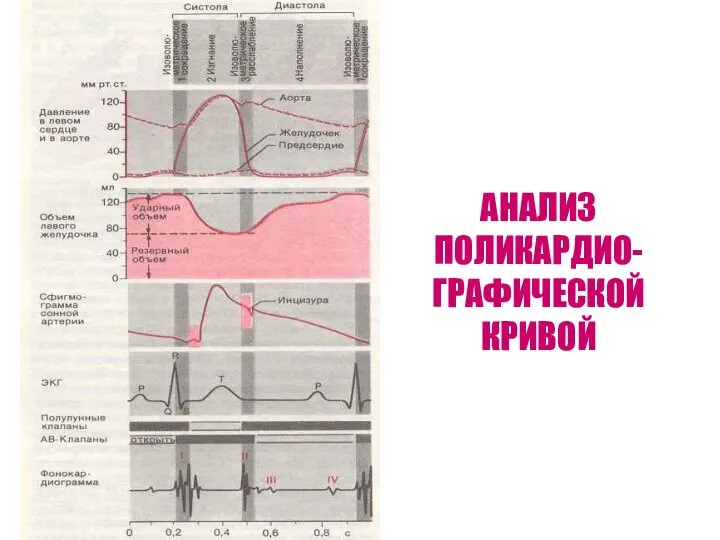 АНАЛИЗ ПОЛИКАРДИО-ГРАФИЧЕСКОЙ КРИВОЙ