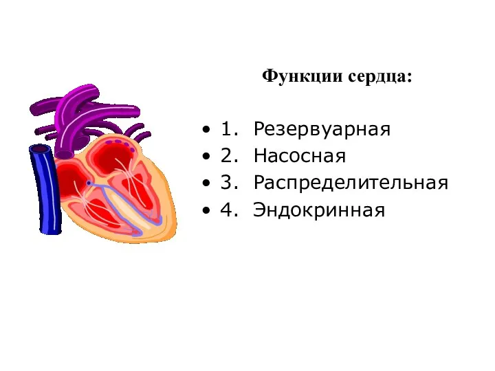 Функции сердца: 1. Резервуарная 2. Насосная 3. Распределительная 4. Эндокринная