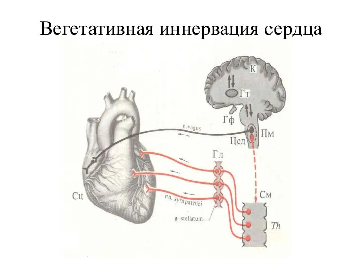 Вегетативная иннервация сердца