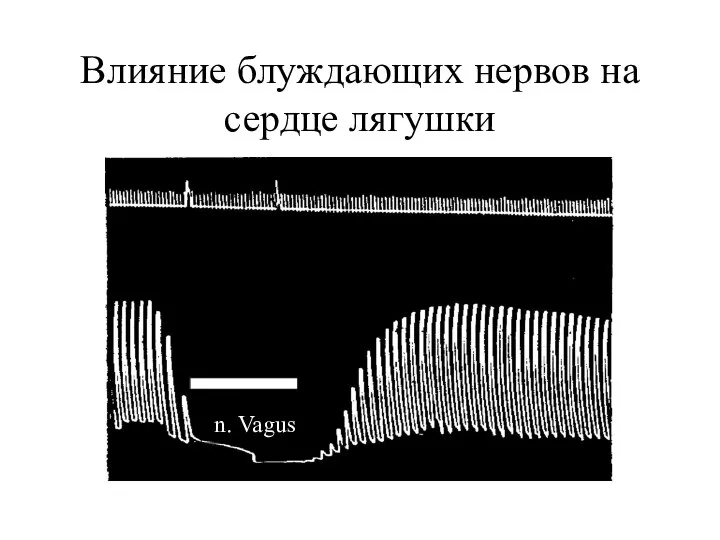 Влияние блуждающих нервов на сердце лягушки n. Vagus