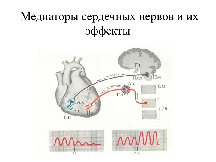 Медиаторы сердечных нервов и их эффекты