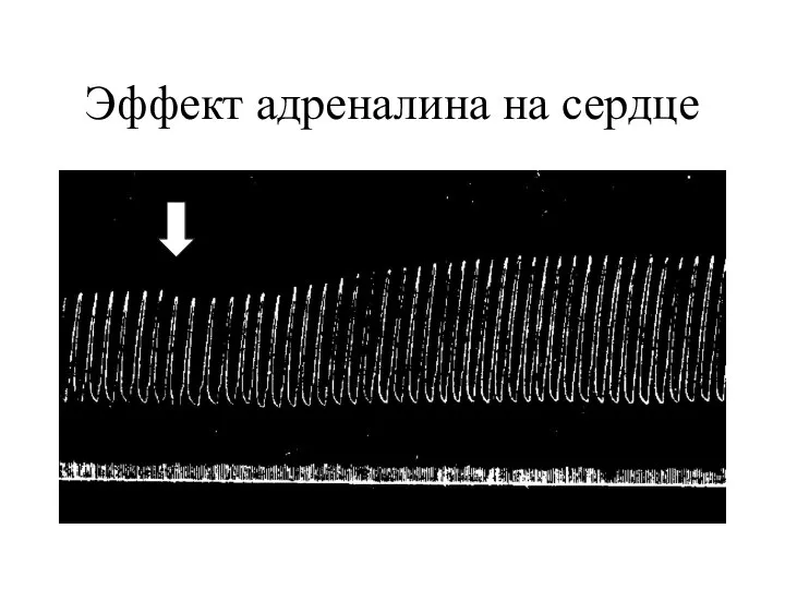 Эффект адреналина на сердце