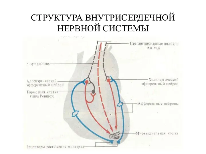 СТРУКТУРА ВНУТРИСЕРДЕЧНОЙ НЕРВНОЙ СИСТЕМЫ